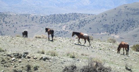 00430124 Mount Davidson, Virginia City, NV 89440 Photo