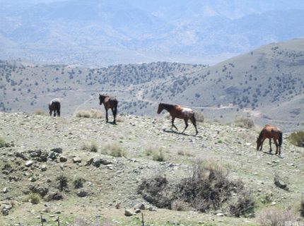 00430124 Mount Davidson, Virginia City, NV 89440 Photo