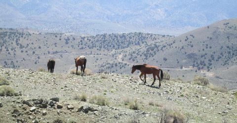 00430124 Mount Davidson, Virginia City, NV 89440 Photo
