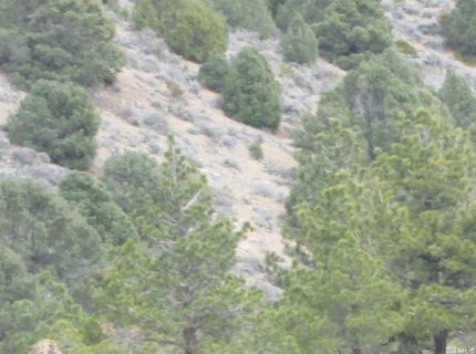 00430124 Mount Davidson, Virginia City, NV 89440 Photo