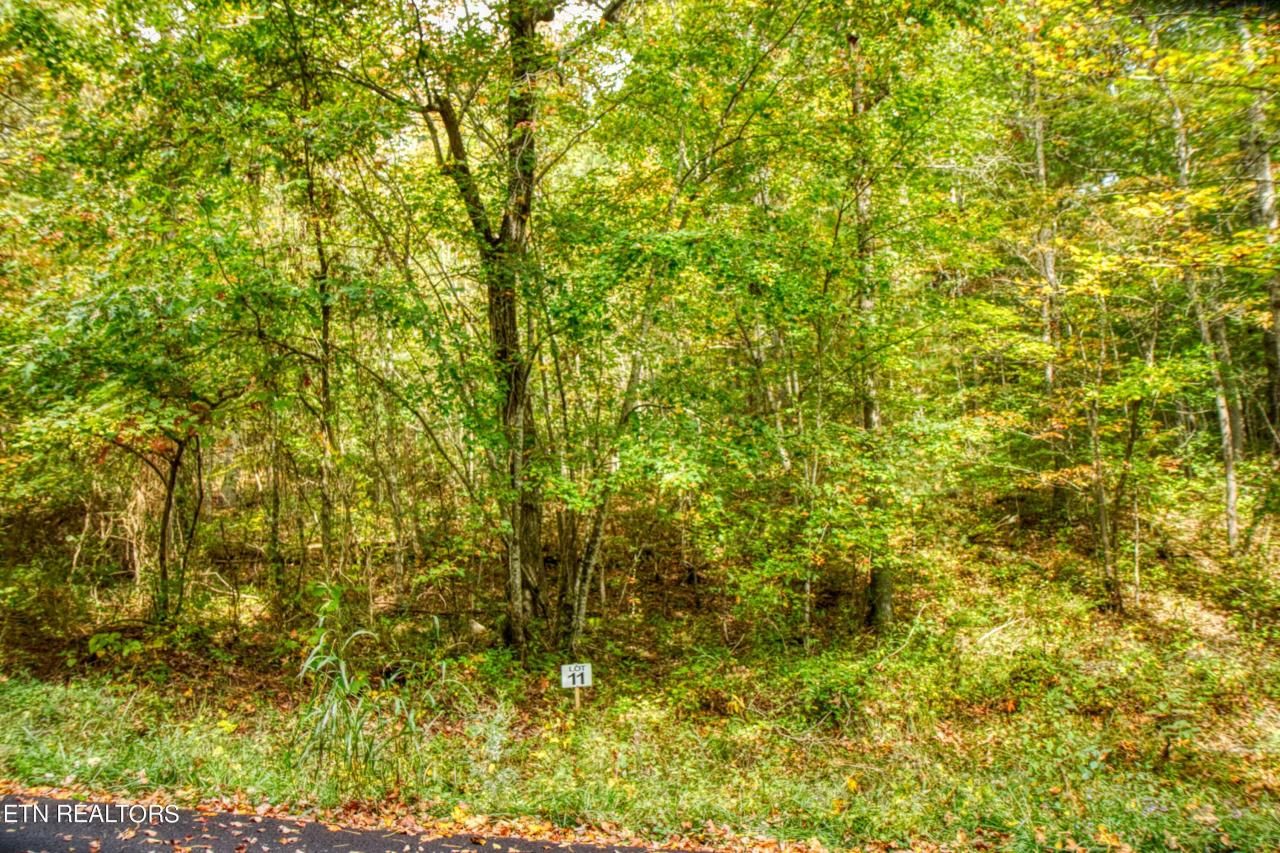 Lot 11 Old Mount Helen Rd, Allardt, TN 38504 Main Photo