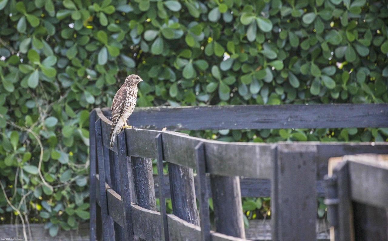 14484 Belmont Trace, Wellington, FL 33414 Photo