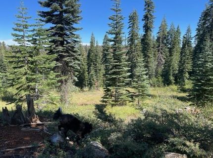000 Bucks Lake Road, Bucks Lake, CA 95971 Photo