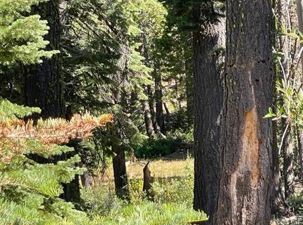 000 Bucks Lake Road, Bucks Lake, CA 95971 Photo