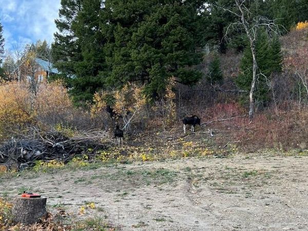 5166 Mountain Drive, ISLAND PARK, ID 83429