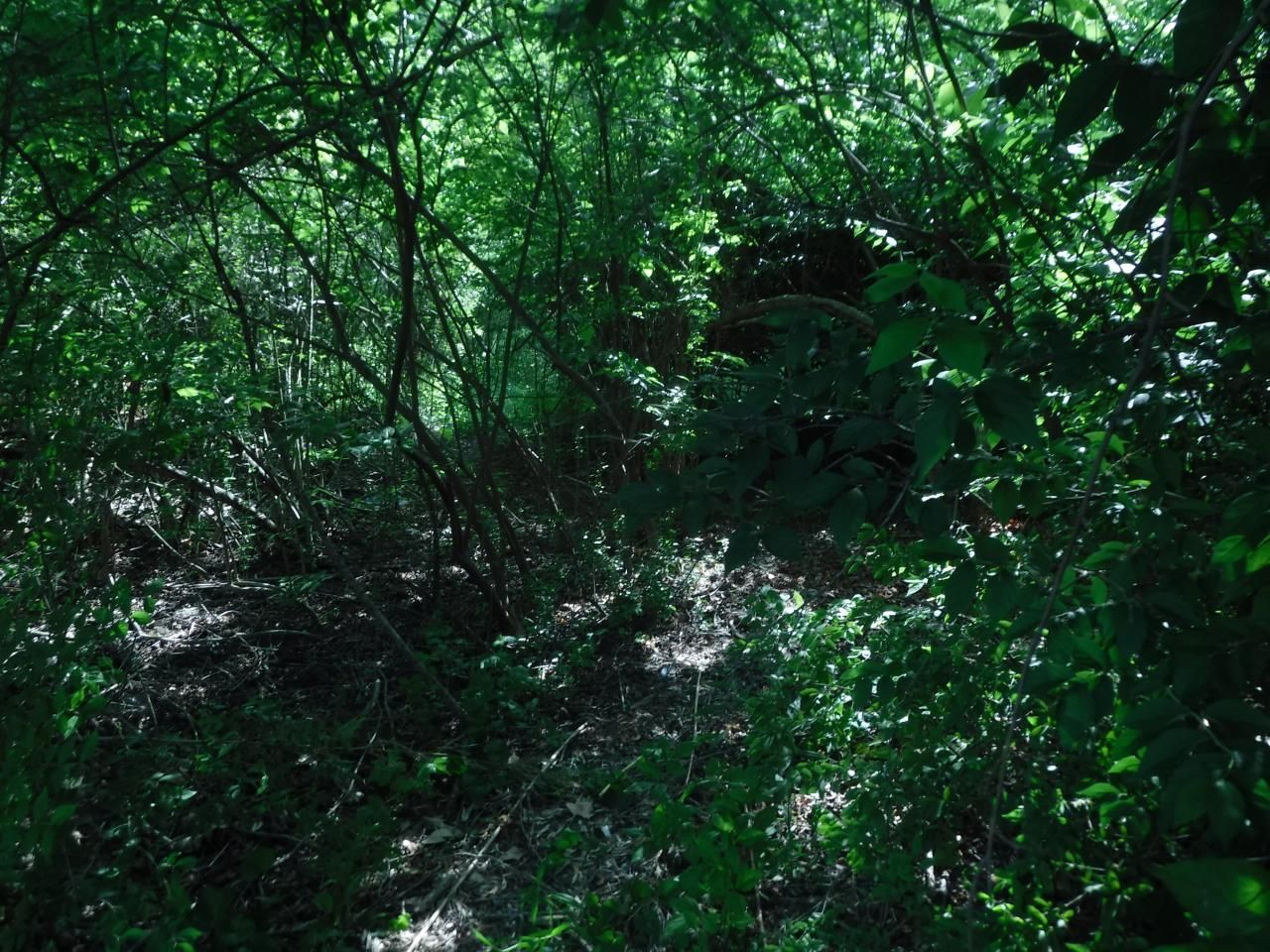 14703 Brier Hill Road, Bainbridge, OH 45133 Main Photo