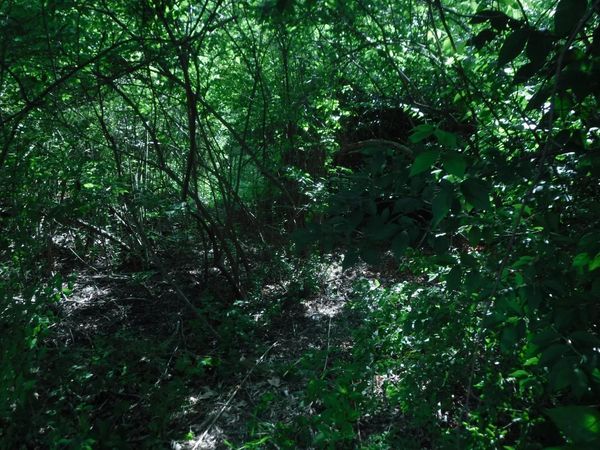 14703 Brier Hill Road, Bainbridge, OH 45133