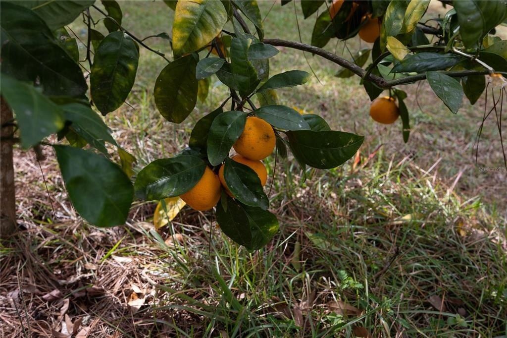 3897 SW Pinemount Road, Lake City, FL 32024 Photo