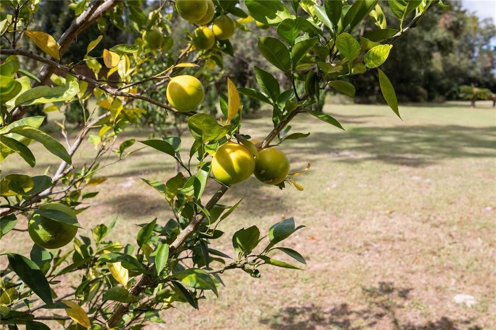 3897 SW Pinemount Road, Lake City, FL 32024 Photo