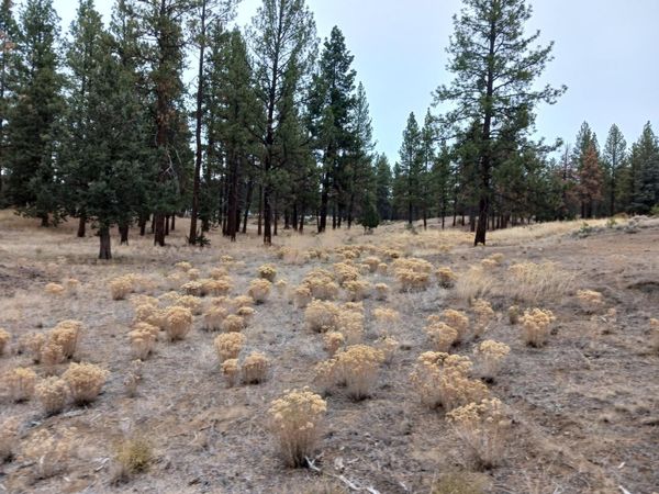 0 Arrowhead Lane, Unit Lot 20, Chiloquin, OR 97624