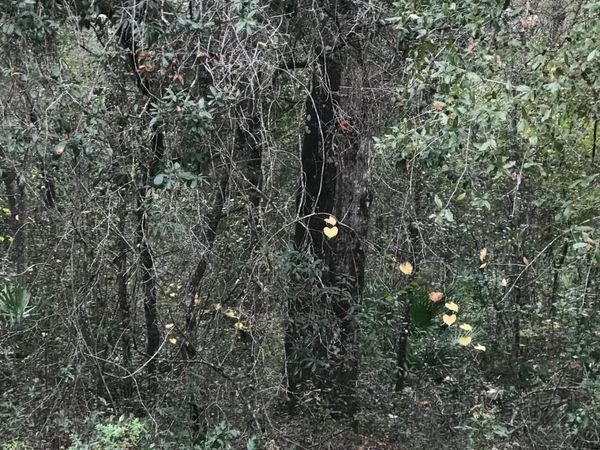 LOT 27 BRETT Avenue, Interlachen, FL 32148