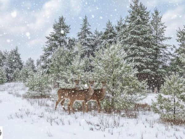 2 1/2 Road N, Buckley, MI 49620