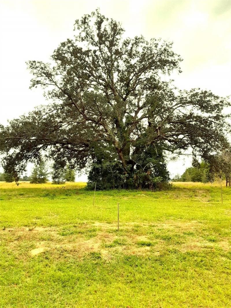 5566 Panoramic View Drive, Apopka, FL 32712 Photo