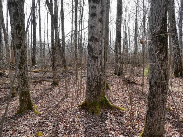4.70 Acres US HIGHWAY 8, Prentice, WI 54556