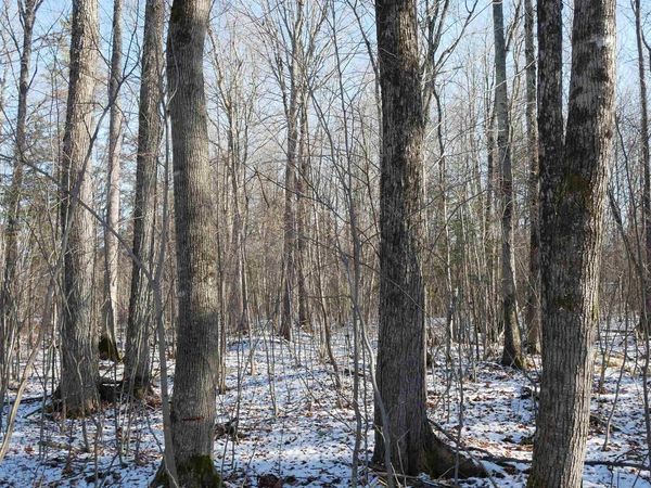 4.70 Acres US HIGHWAY 8, Prentice, WI 54556