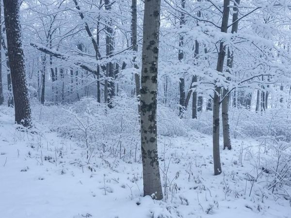 4169 Maple Hill Road, Grawn, MI 49637