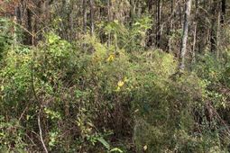 0 Lawyer Lane photo 4