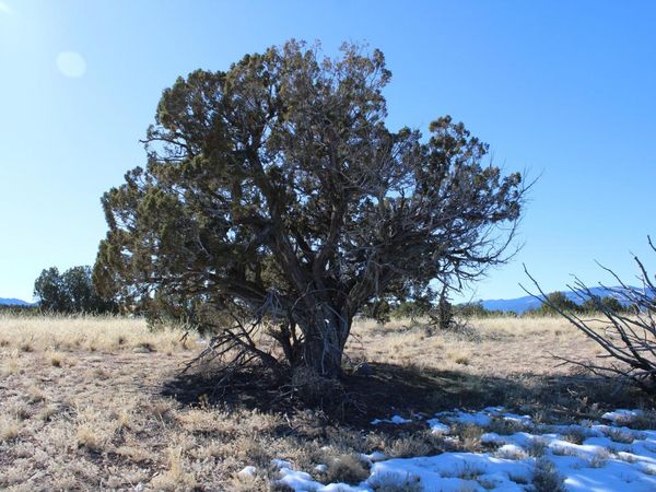 105 Acres Demetrio Road, Sandia Park, NM 87047