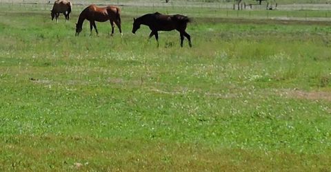 000 Pinenut Road, Gardnerville, NV 89410 Photo