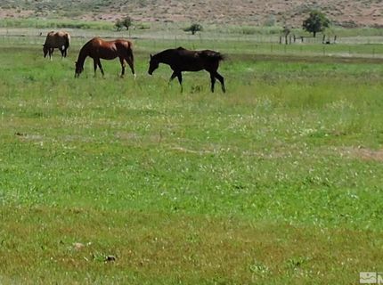 000 Pinenut Road, Gardnerville, NV 89410 Photo