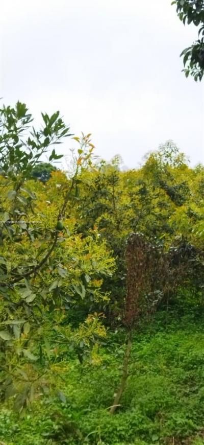 Armenia-quindio, , FL 00000 Photo