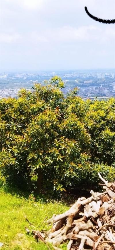 Armenia-quindio, , FL 00000 Photo