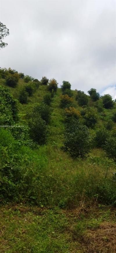 Armenia-quindio, , FL 00000 Photo