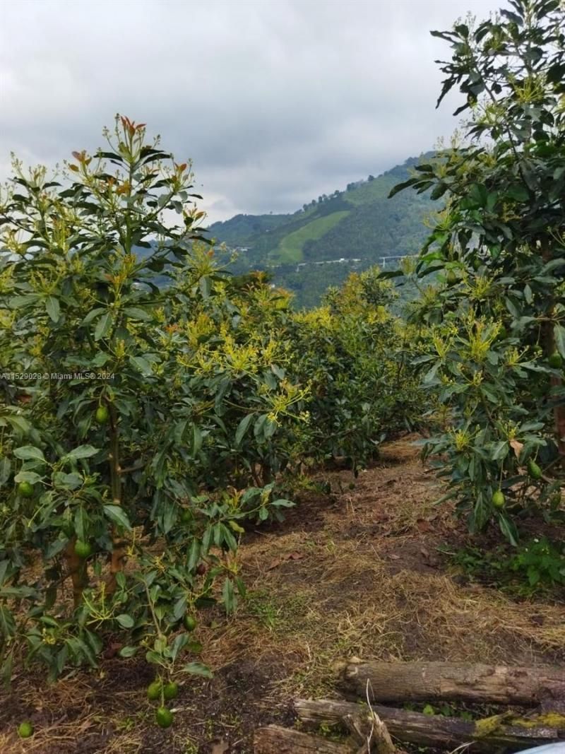 Armenia-quindio, , FL 00000 Photo