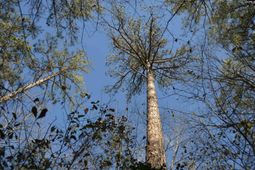 4051 Hard Scrabble Road photo 4