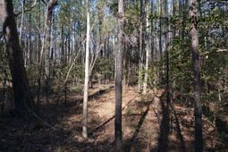 4051 Hard Scrabble Road photo 4