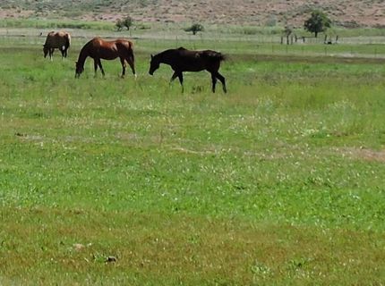 000 Pinenut Road, Gardnerville, NV 89410 Photo