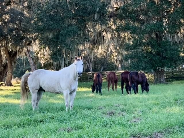 12275 W Highway 318, Reddick, FL 32686 Photo