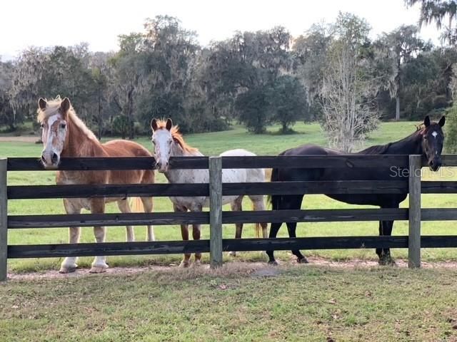 12275 W Highway 318, Reddick, FL 32686 Photo