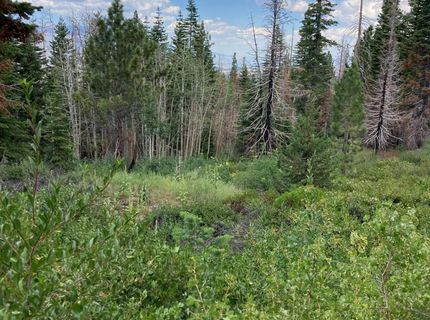 Poor Boy Rd, Markleeville, CA 96120 Photo