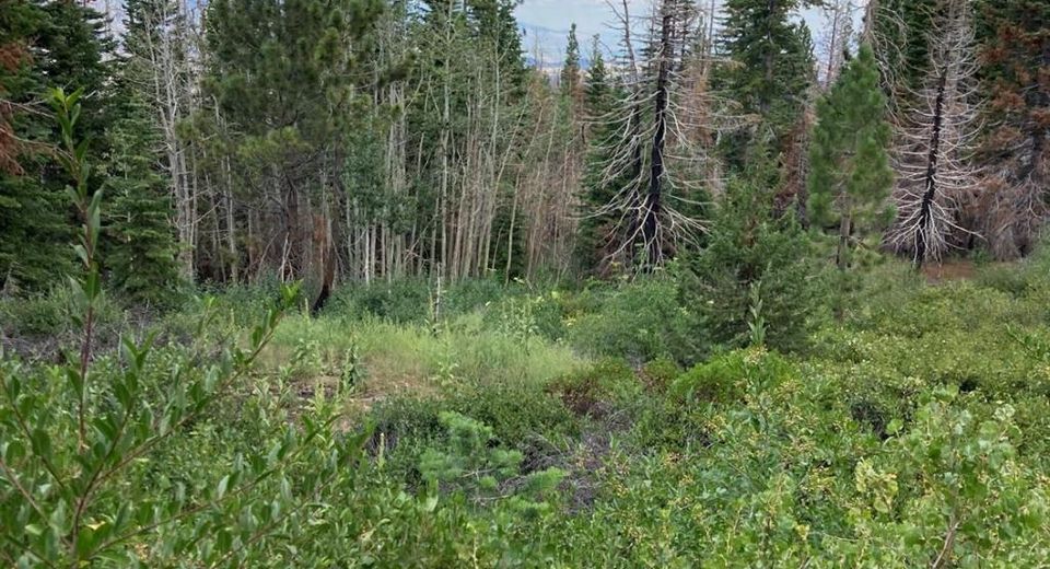 Poor Boy Rd, Markleeville, CA 96120 Photo