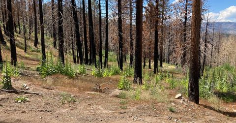 Poor Boy Rd, Markleeville, CA 96120 Photo
