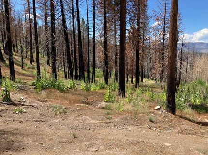 Poor Boy Rd, Markleeville, CA 96120 Photo