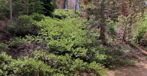 Poor Boy Rd, Markleeville, CA 96120 Photo