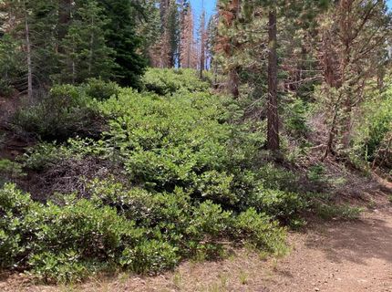 Poor Boy Rd, Markleeville, CA 96120 Photo