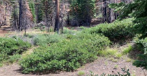 Poor Boy Rd, Markleeville, CA 96120 Photo