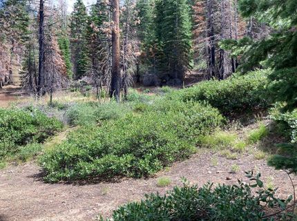 Poor Boy Rd, Markleeville, CA 96120 Photo