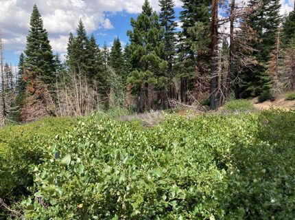 Poor Boy Rd, Markleeville, CA 96120 Photo