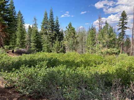 Poor Boy Rd, Markleeville, CA 96120 Photo