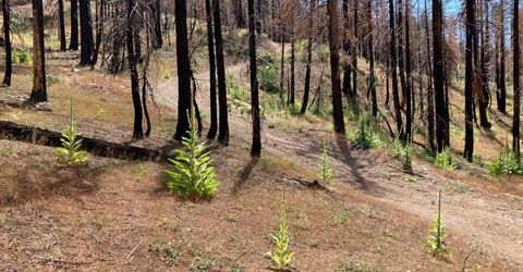 Poor Boy Rd, Markleeville, CA 96120 Photo