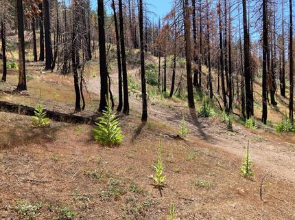 Poor Boy Rd, Markleeville, CA 96120 Photo