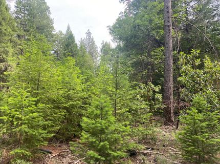 8180 Wild Horse Trl, Georgetown, CA 95634 Photo