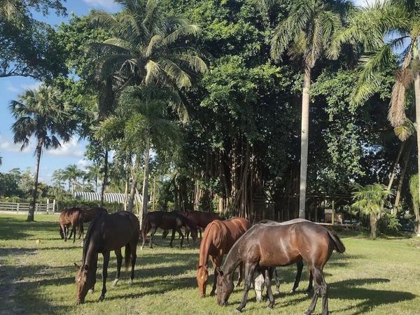 1100 D Road, Loxahatchee Groves, FL 33470