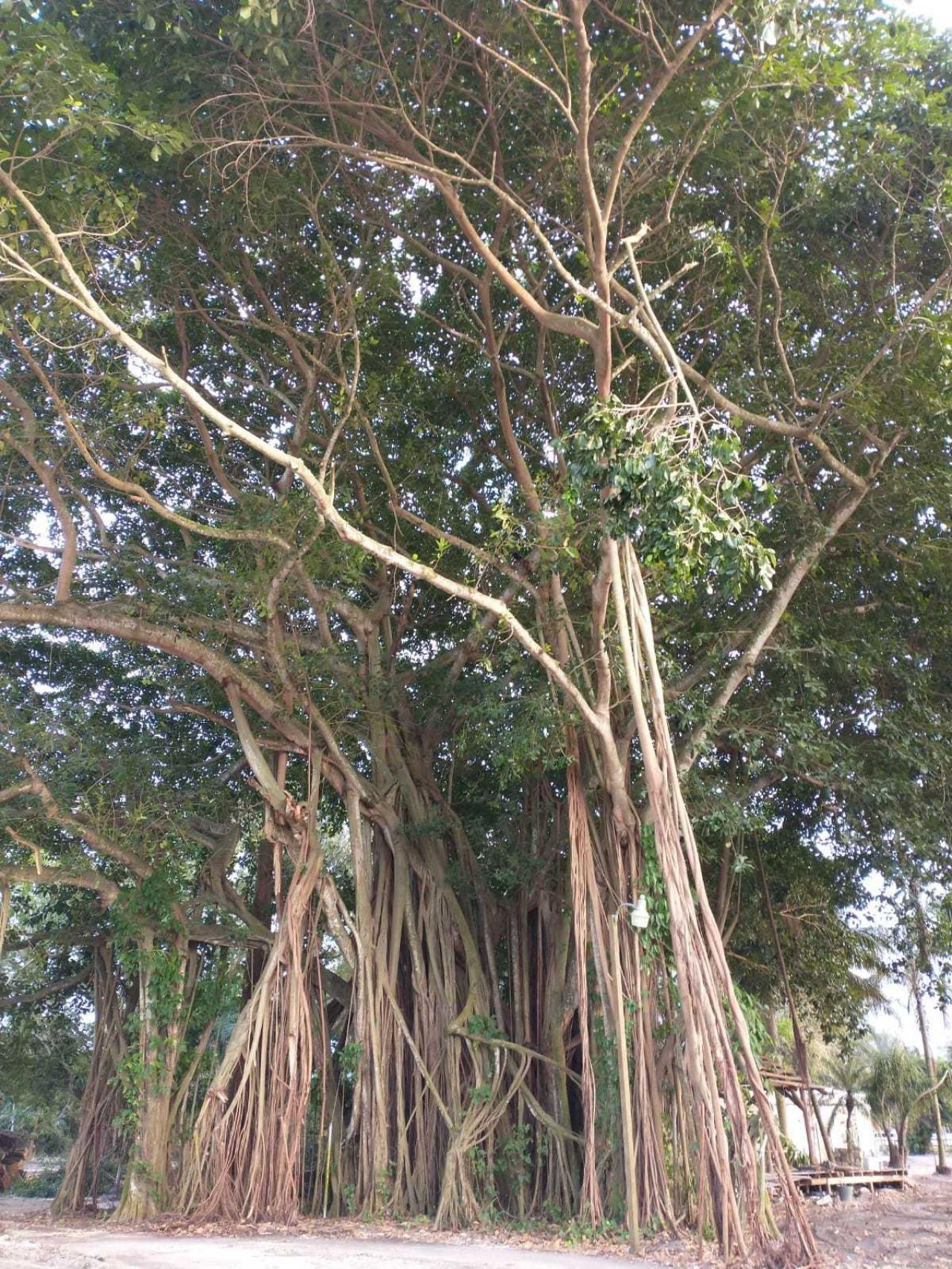 1100 D Road, Loxahatchee Groves, FL 33470 Photo