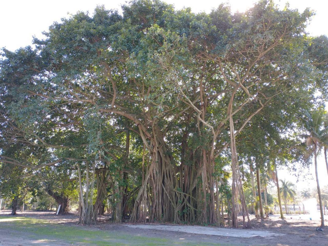 1100 D Road, Loxahatchee Groves, FL 33470 Photo