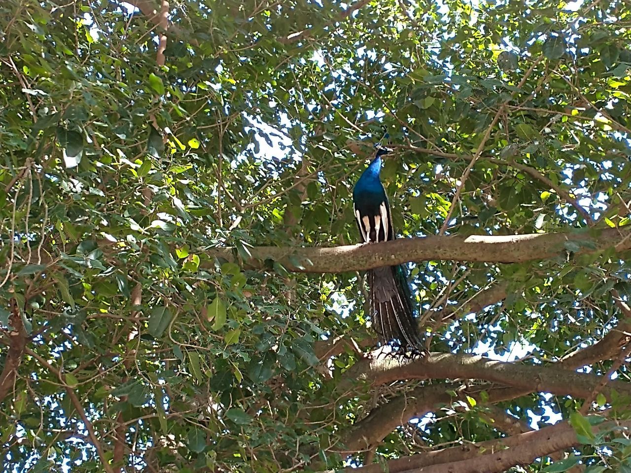 1100 D Road, Loxahatchee Groves, FL 33470 Photo